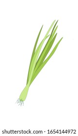 Spring Sprouting onion isolated on the white background. Lined vector illustration. Fresh green food.