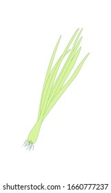Spring Sprouting onion isolated on white background. Lined vector illustration. Fresh green food.