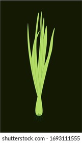 Spring Sprouting onion isolated on black background. Lined vector illustration. Fresh green food.