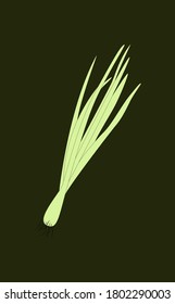 Spring Sprouting onion isolated on dark background. Lined vector illustration. Fresh green food