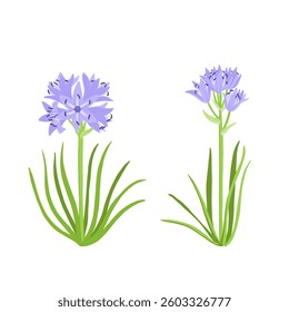 spring squill flowers, Scilla verna , vector drawing wild plants at white background, floral elements, hand drawn botanical illustration