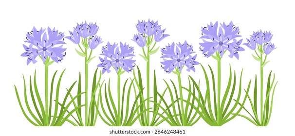 spring squill flowers, Scilla verna , vector drawing wild plants at white background, floral elements, hand drawn botanical illustration