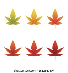 Spring, Summer, Autumn Maple Leaves