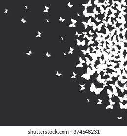 spring summer card design. banner, white butterfly on black background. Vector