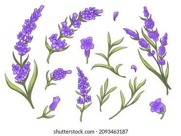 Spring and summer flora in blossom, isolated flowers flourishing lavender with tender petals and foliage. Decorative ornaments for greeting card or invitations. Countryside botany vector in flat