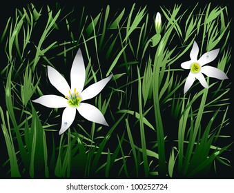 Spring or summer green grass with white flowers. Vector illustration EPS8