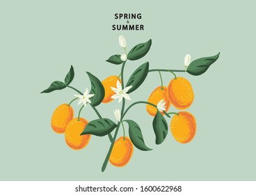 Spring and Summer Kumquat Branch with Fruits, Flowers and Leaves. Vector Illustration