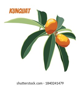 Spring and Summer Kumquat Branch with Fruits and Leaves Illustration.