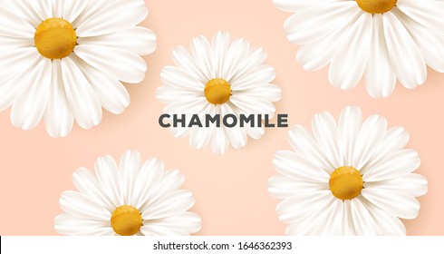 Spring or summer nature background with big white realistic daisy flowers illustration and typography