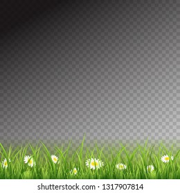 Spring or summer nature. Flowers and grass on transparent background for decor, illustration.