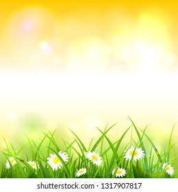Spring or summer nature. Flowers and grass with drops and ladybugs on orange background, illustration.