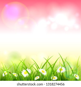 Spring or summer nature. Flowers and grass with drops and ladybugs on pink background, illustration.