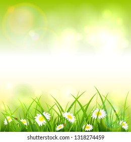 Spring or summer nature. Flowers and grass with drops and ladybugs on green background, illustration.