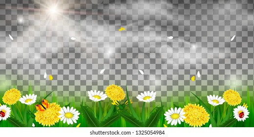 Spring or summer nature. Flowers and grass on transparent background for decor