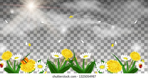 Spring or summer nature. Flowers and grass on transparent background for decor
