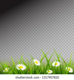 Spring or summer nature. Flowers with ladybugs and grass with drops on transparent background for decor, illustration.