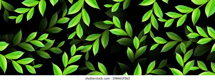 Spring or summer nature. Overgrown tree branches with fresh green leaves. Exotic texture. Botanical design for banner cosmetics, spa, perfume, health care, products, aroma. Luxurious background.