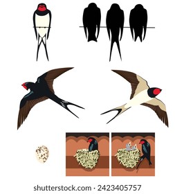 spring summer seasons migratory birds swallows species village nest breeding eggs breeding birds flying in the sky character for animation mother feeding chicks