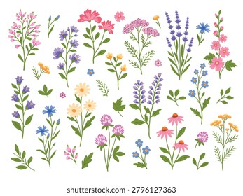Spring and summer wildflower vector set in colorful hand-drawn doodle style. Lavender, clover, forget-me-nots, cornflowers, bellflowers, leaves and botanical elements for prints and stickers