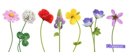 Spring And Summer Wildflowers. Flowers 3d Realistic Vector Set