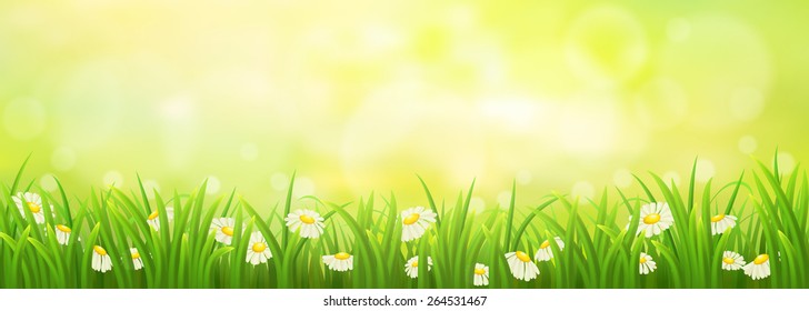 Spring sunny meadow with green grass and daisies