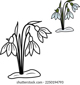 Spring tender snowdrops for coloring book. Vector illustration of snowdrop flowers