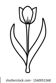 Spring tender tulip flower with two leaves and a stem. Stylized image of a tulip for a logo or coloring - stock illustration. Outline. Hand drawing. white isolate