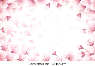 Spring time beautiful background with spring blooming cherry blossoms. Sakura flying petals isolated on white background. Vector illustration EPS10