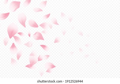 Spring time beautiful background with spring blooming cherry blossoms. Sakura flying petals isolated on white background. Vector illustration EPS10