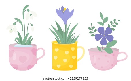 Spring time. Collection spring flowers in cups. Bouquet of white snowdrop, purple crocus and periwinkle flower. Vector illustration in flat style. Isolated first seasonal flowers.