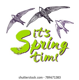 It's Spring time hand drawn brush lettering with birds isolated on white background. Vector design lettering for spring sales, banners, advertisement, posters, prints, greeting cards, t-shirts