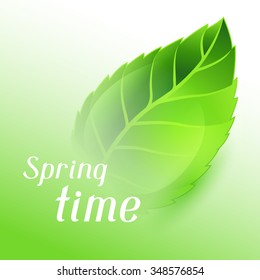 Spring time illustration with green clear leaf. Card template or ecology concept of floral design for packaging, greeting cards and advertising. 
