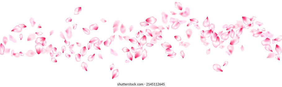 Spring tree blossom flying petals isolated on white. April tree flowers background. Japanese sakura petals seasonal confetti, blossom elements flying. Falling cherry bloom flower parts design.