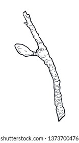 Spring tree branch with buds and small leaves. Drawing, vector illustration, white background.