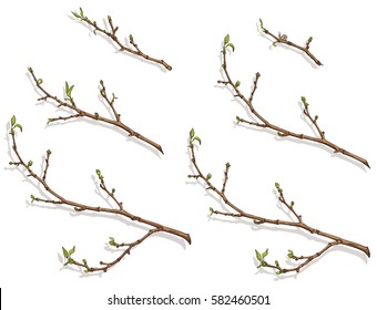 Spring tree branch with buds and small leaves. Branches of different sizes. Drawing, vector illustration, white background