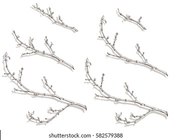 Spring tree branch with buds and small leaves. Branches of different sizes.Line drawing, vector illustration, white background.Shadows can be used as branches silhouettes