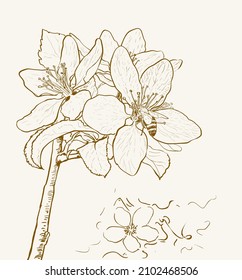 Spring tree flowers on a twig with bee collecting pollen hand drawn illustration. Vector drawing with blooming apple flowers in line art style 