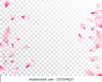 Spring tree flowers parts, airy flying petals on transparent background. Pink sakura blossom falling parts romantic vector. Spring or summer light flower petals illustration. Spring season backdrop.