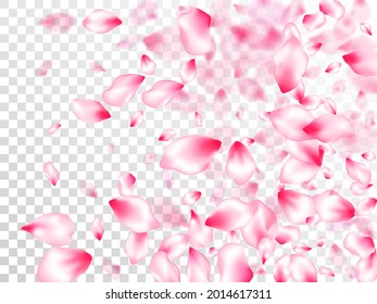 Piezas de flores de árbol de primavera, pétalos voladores ventilados sobre fondo transparente. Fondo de postcart. Ilustración de belleza SPA de pétalos de flor de sakura. Flor rosada de sakura cayendo partes vector romántico.