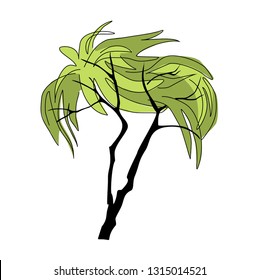 Spring tree. Tree with foliage in the shape of a female hairstyle. The crown of the tree with styling female hair. Acacia with trimmed branches