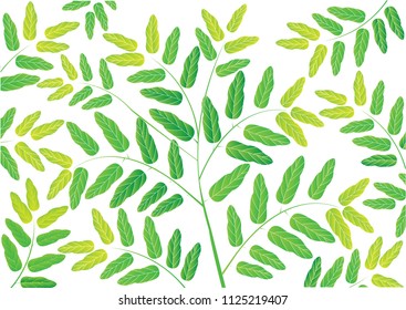 Spring tree. Green leaves with branch background. - 
Plant, Formal Garden, Springtime, Season, Summer