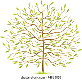 Spring tree with green leaves and grass