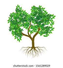 Spring tree and green leaves rooted against a white background, .vector