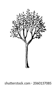 Spring tree ink sketch. Hand drawn vector illustration isolated on white background. Retro style.