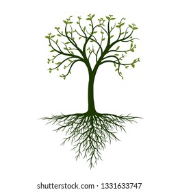 Spring Tree with leaves and Roots on white background. Vector Illustration.