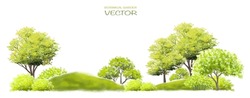 Spring Tree With Leaves, Vector Watercolor Of Tree Side View Isolated On White Background For Landscape  And Architecture Drawing, Elements For Environment And Garden, Painting Botanical For Section