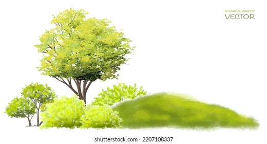 spring tree with leaves, Vector watercolor of tree side view isolated on white background for landscape  and architecture drawing, elements for environment and garden, painting botanical for section