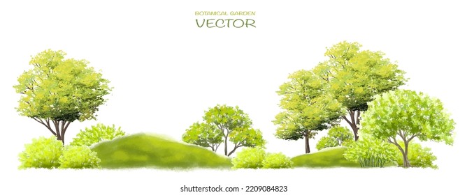 spring tree with leaves, Vector watercolor of tree side view isolated on white background for landscape  and architecture drawing, elements for environment and garden, painting botanical for section