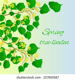 Spring tree linden  green background vector illustration