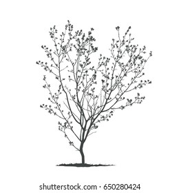 Spring tree silhouette.